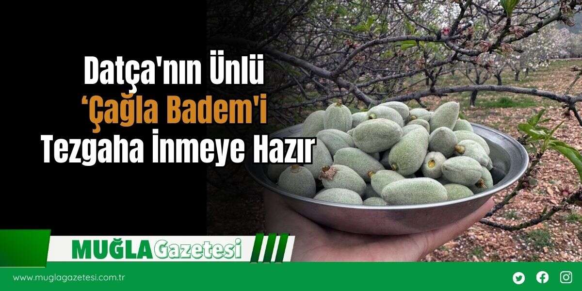 Datça'nın Ünlü ‘Çağla Badem'i Tezgaha İnmeye Hazır