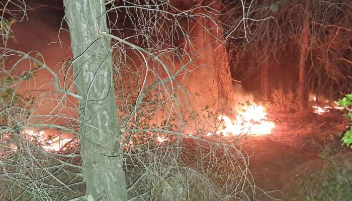 Milas'ta Orman Ekipleri Alevlere Geçit Vermedi