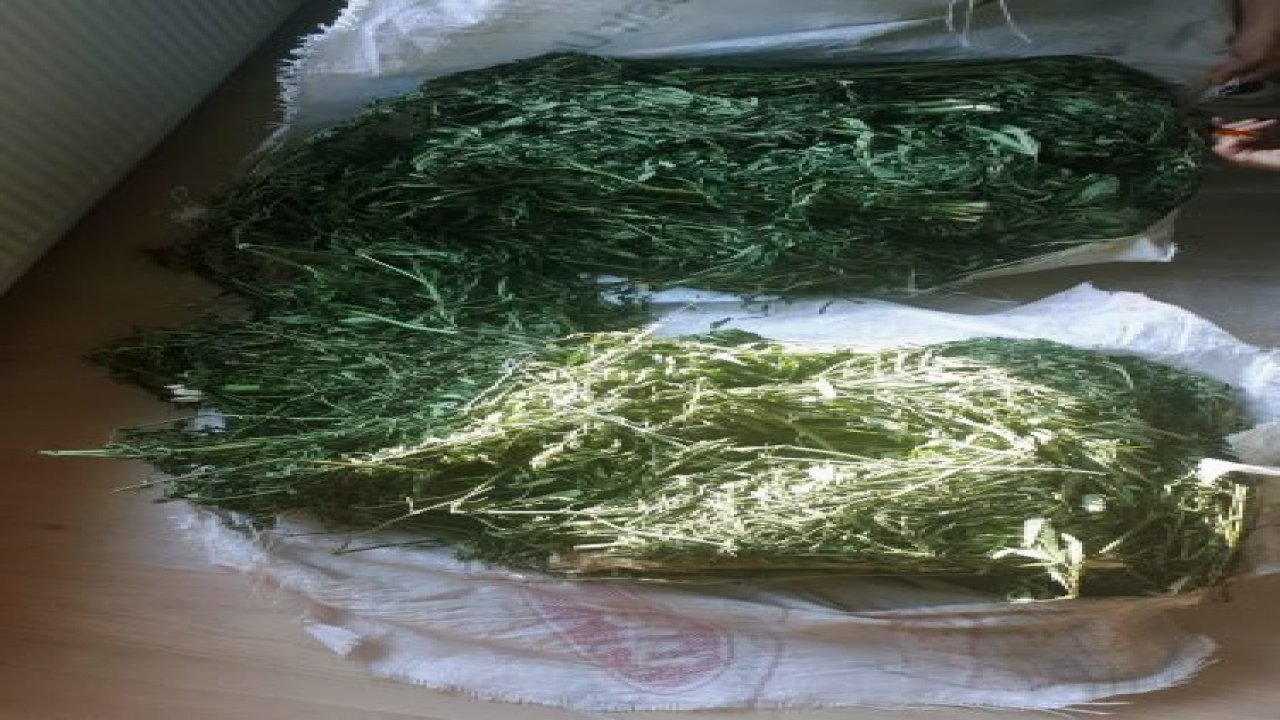 Dalaman’da esrar operasyonu