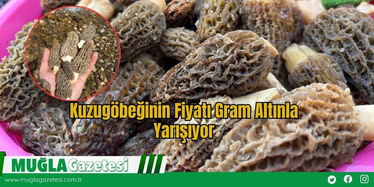 Kuzugöbeğinin Fiyatı Gram Altınla Yarışıyor