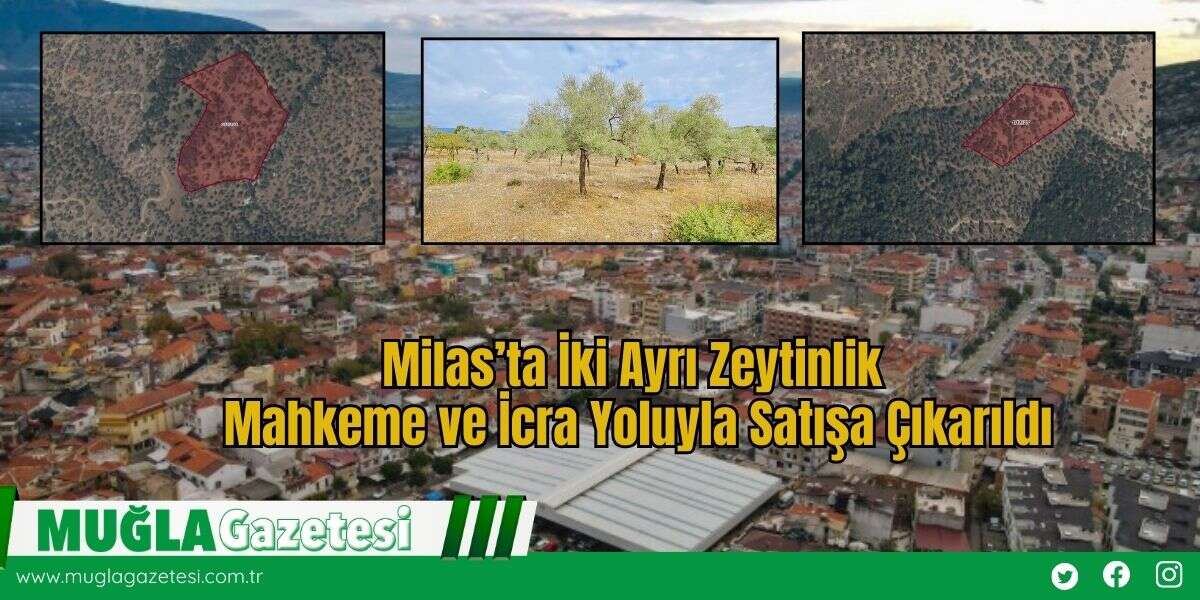 Milas’ta İki Ayrı Zeytinlik Mahkeme ve İcra Yoluyla Satışa Çıkarıldı