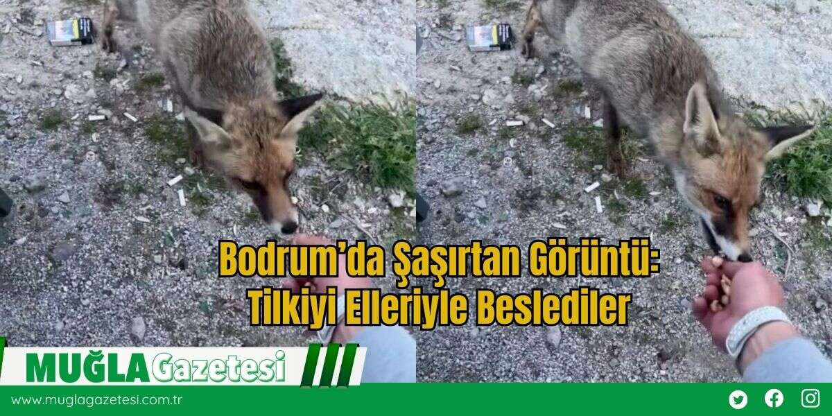 Bodrum’da Şaşırtan Görüntü: Tilkiyi Elleriyle Beslediler