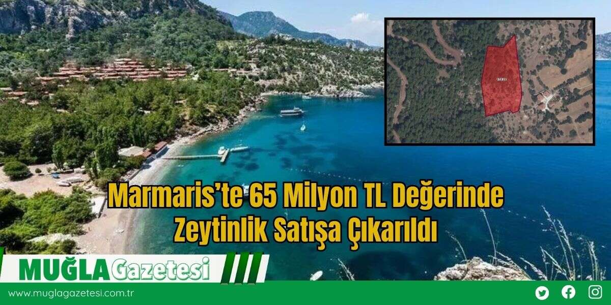 Marmaris’te 65 Milyon TL Değerinde Zeytinlik Satışa Çıkarıldı