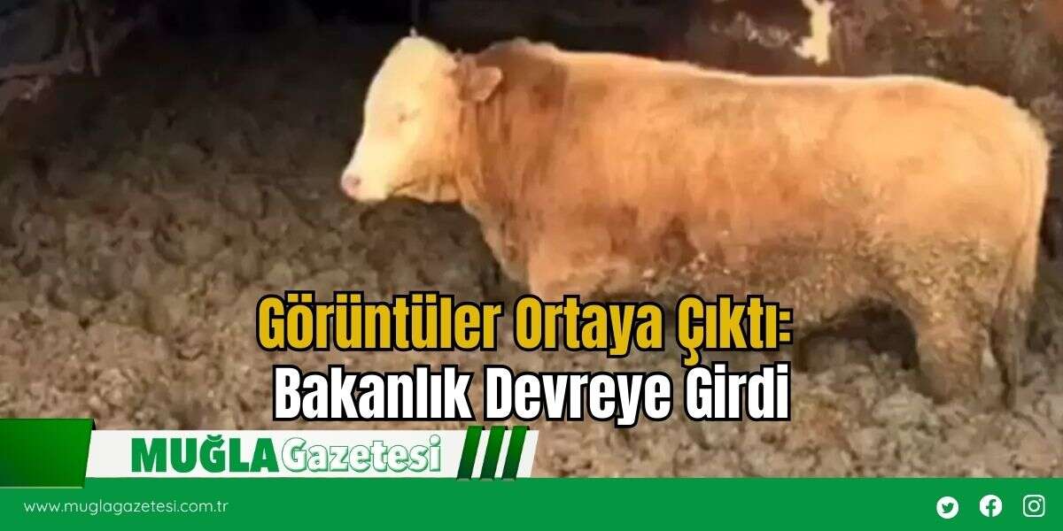 Görüntüler Ortaya Çıktı: Bakanlık Devreye Girdi