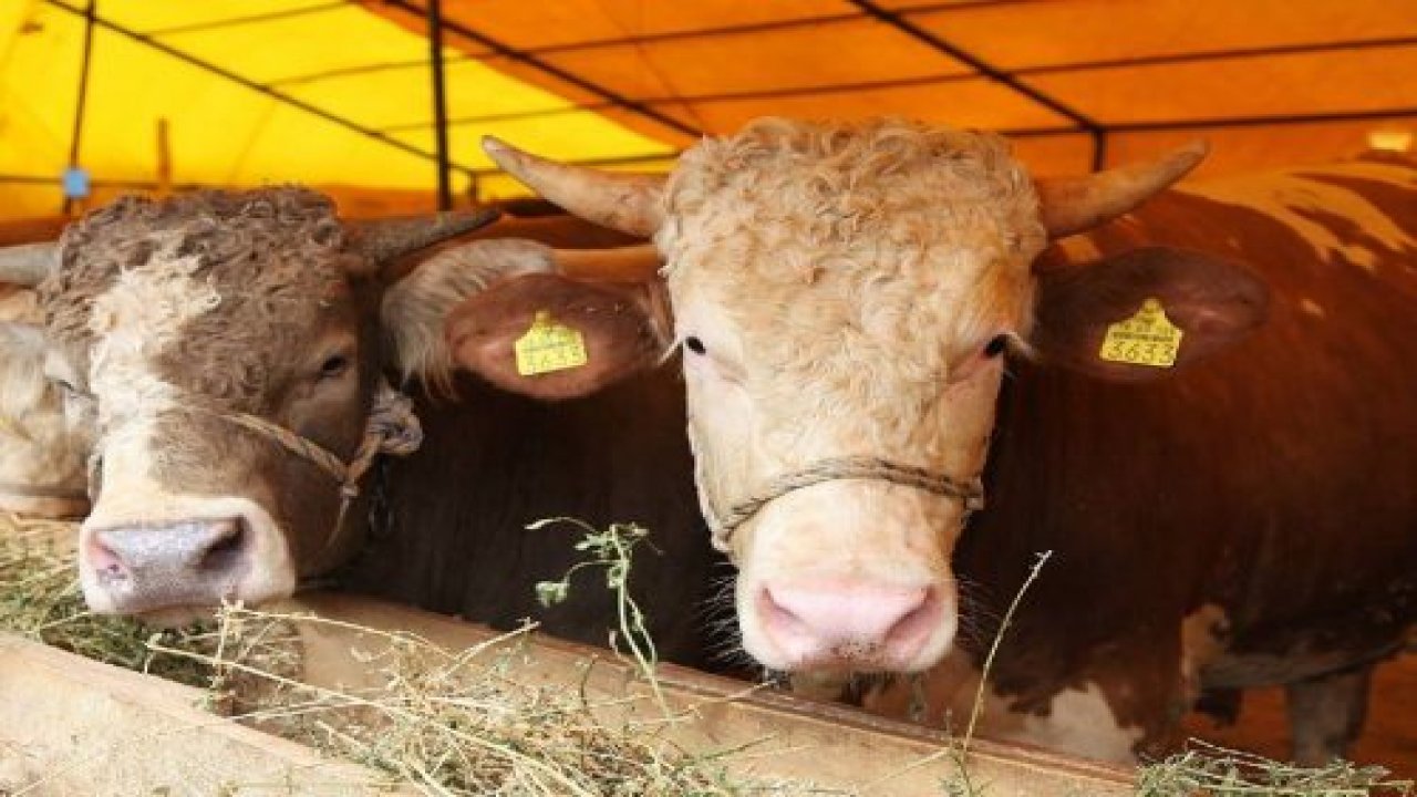 Kurban Satış ve Kesim Yerleri Belirlendi
