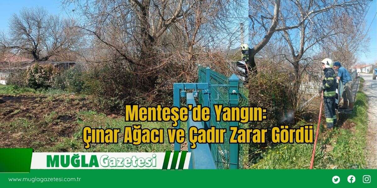Menteşe’de Yangın: Çınar Ağacı ve Çadır Zarar Gördü