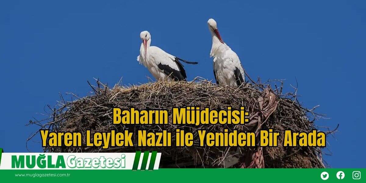 Baharın Müjdecisi: Yaren Leylek Nazlı ile Yeniden Bir Arada