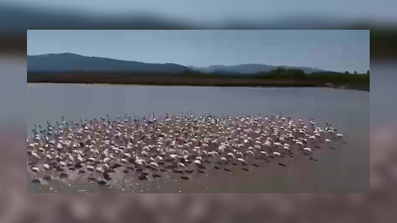 Büyük Menderes Taşkını Sonrası Oluşan Sulak Alanda Flamingolara Yem Desteği