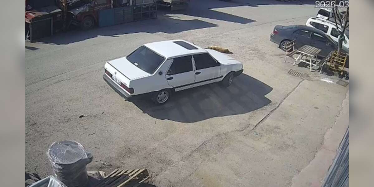 Yolda Yatan Köpeğe Otomobil Çarptı: Sürücü Kaçtı