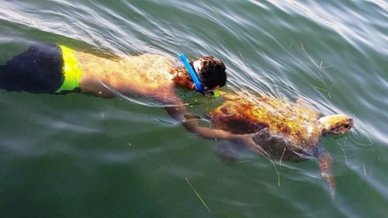 70 yaşındaki dev deniz canlısı son anda kurtarıldı