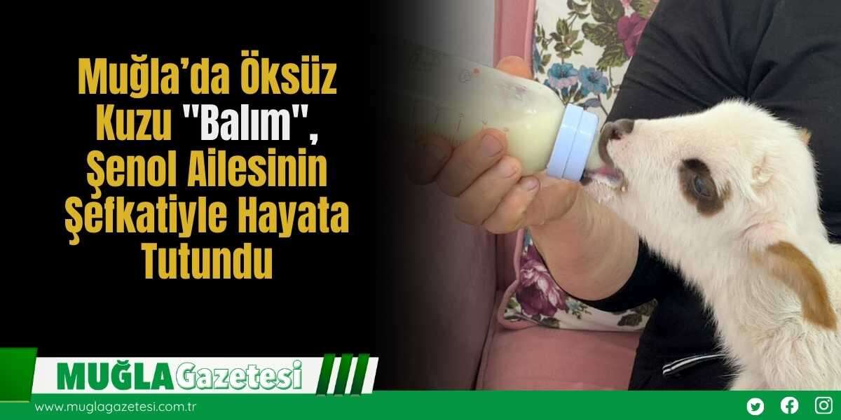 Muğla’da Öksüz Kuzu "Balım", Şenol Ailesinin Şefkatiyle Hayata Tutundu