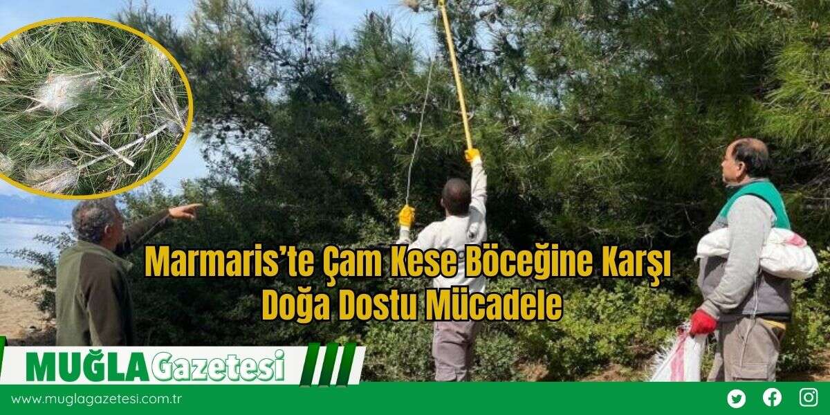 Marmaris’te Çam Kese Böceğine Karşı Doğa Dostu Mücadele