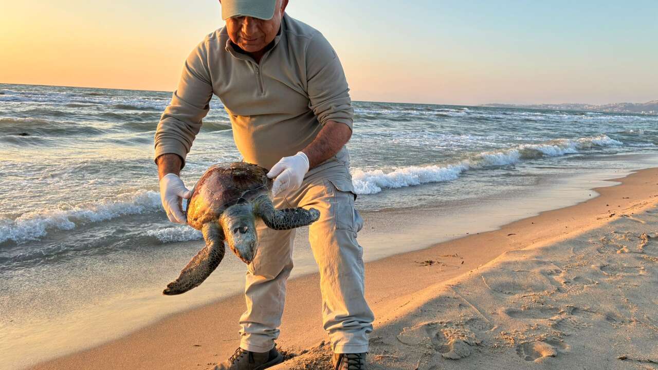 3 Deniz Kaplumbağası Cansız Halde Sahile Vurdu