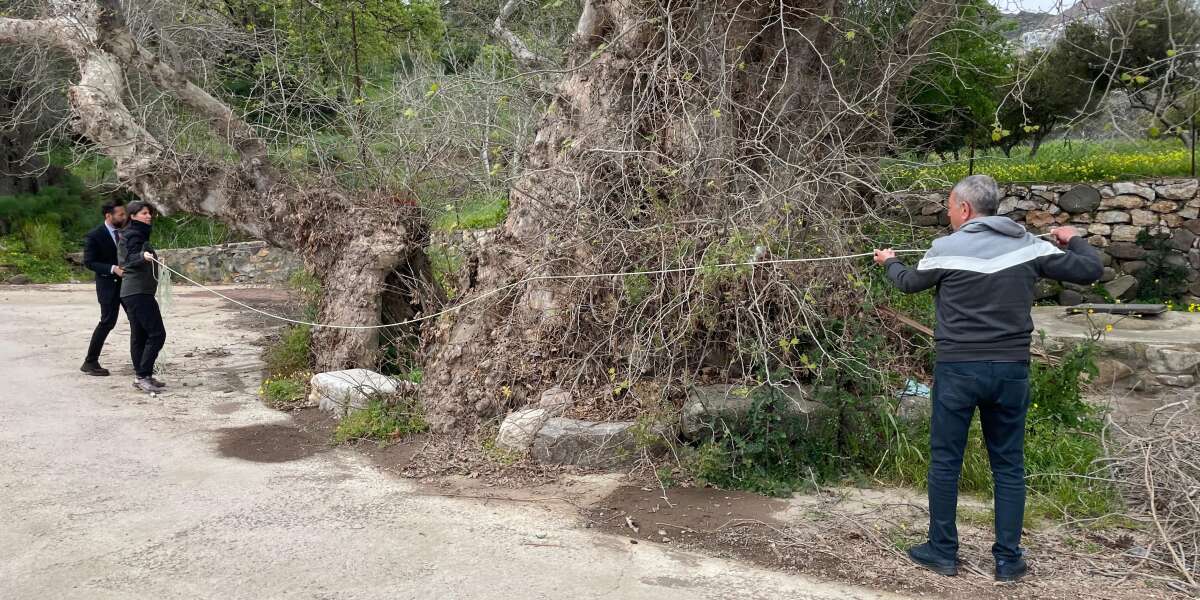 Bodrum’da Dev Çınar Heyecanı: 2 Bin Yıllık Olabileceği Değerlendiriliyor