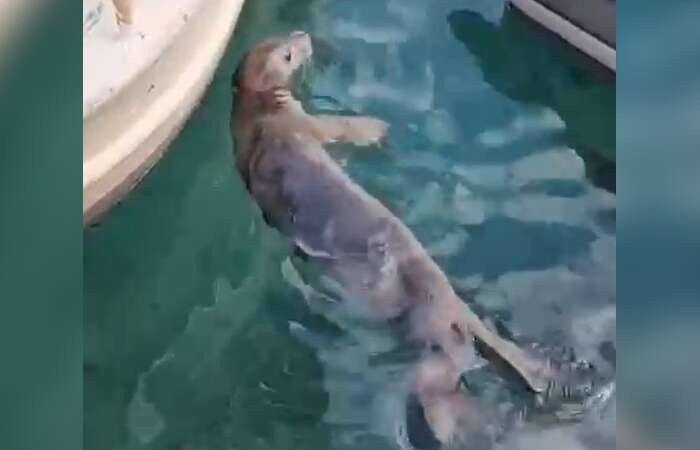 Bodrum’da Fok Heyecanı: Vatandaşlar İlgiyle İzledi