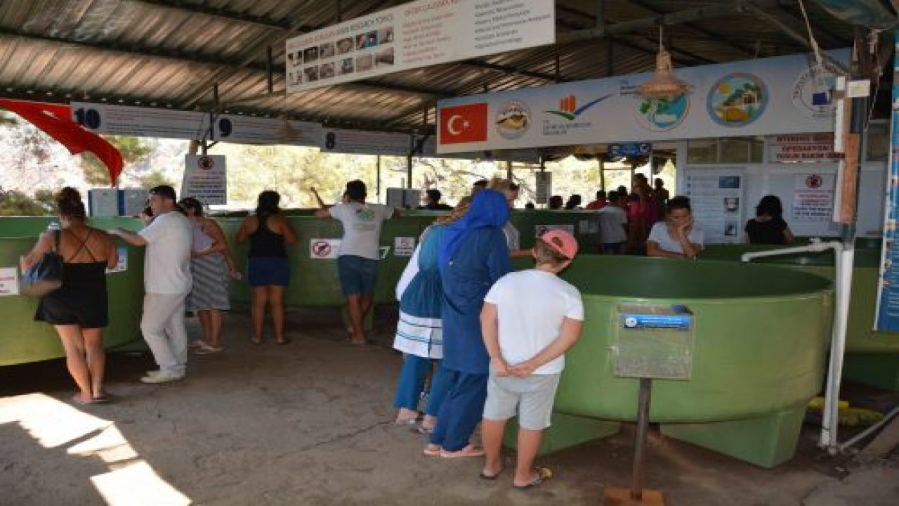 Deniz kaplumbağalarına yerli ve yabancı turist ilgisi