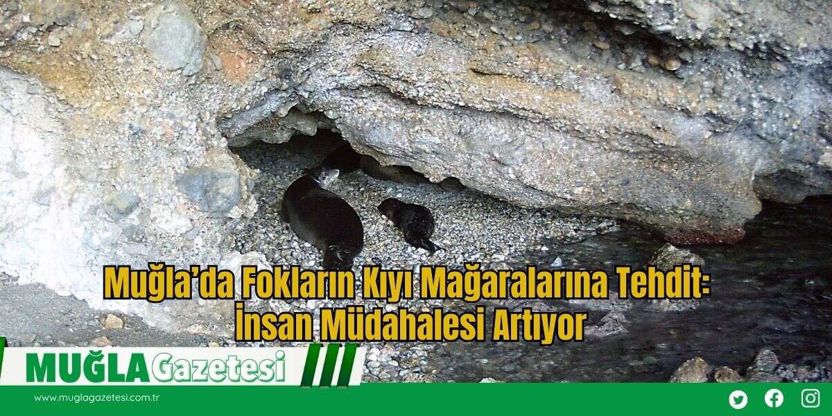 Muğla’da Fokların Kıyı Mağaralarına Tehdit: İnsan Müdahalesi Artıyor