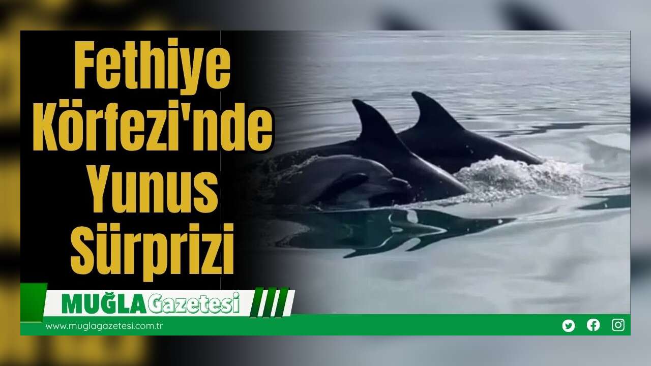 Fethiye Körfezi'nde Yunus Sürprizi