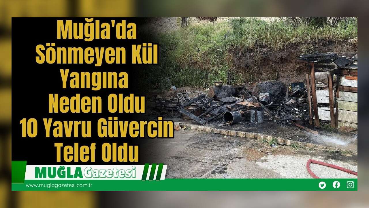 Muğla'da Sönmeyen Kül Yangına Neden Oldu, 10 Yavru Güvercin Telef Oldu