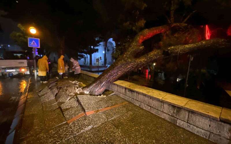 Sağanak Yağmur Sonrası Asırlık Çam Ağacı Yola Devrildi