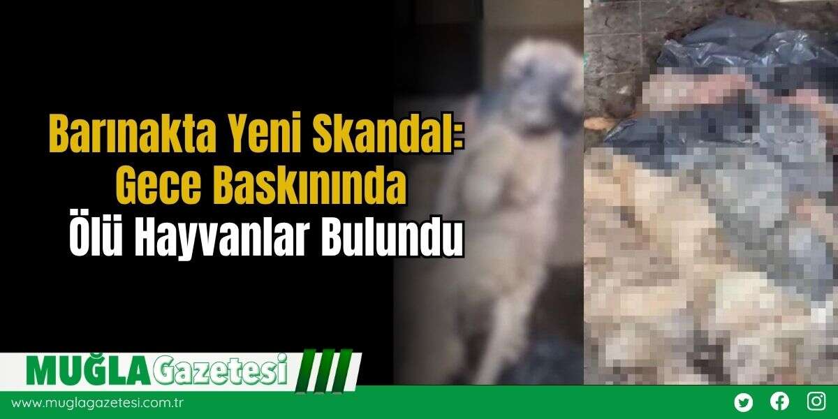 Barınakta Yeni Skandal: Gece Baskınında Ölü Hayvanlar Bulundu