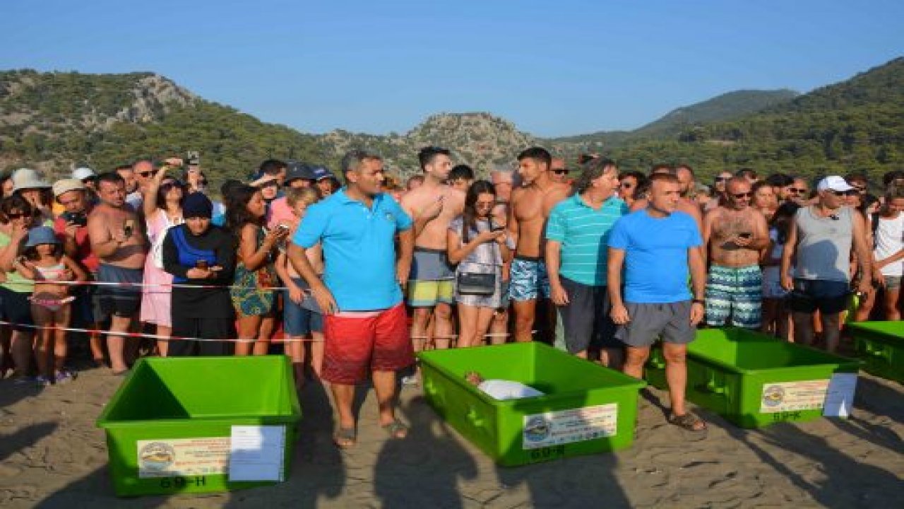 Tedavisi tamamlanan caretta carettalar denizle buluştu