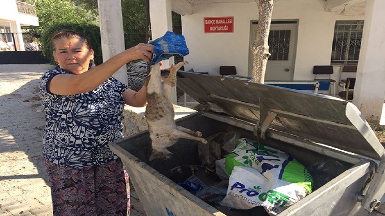 Çok sayıda kedi ölü bulundu