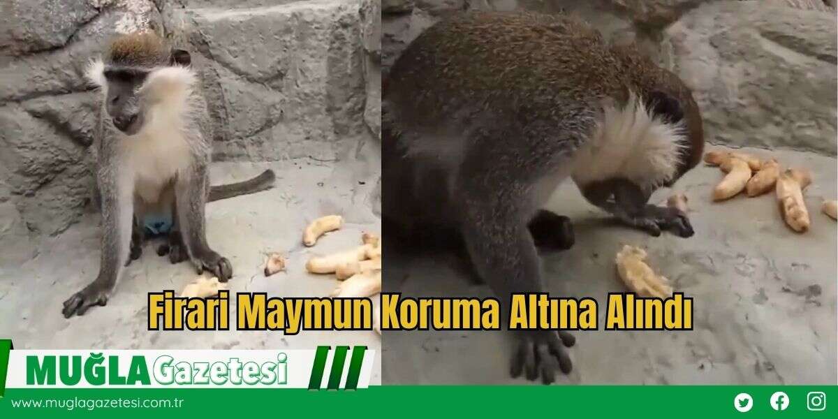 Firari Maymun Koruma Altına Alındı