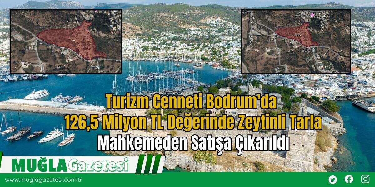 Turizm Cenneti Bodrum'da 126,5 Milyon TL Değerinde Zeytinli Tarla Mahkemeden Satışa Çıkarıldı