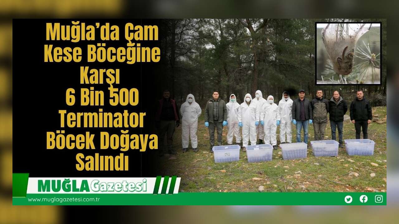Muğla’da Çam Kese Böceğine Karşı 6 Bin 500 Terminator Böcek Doğaya Salındı
