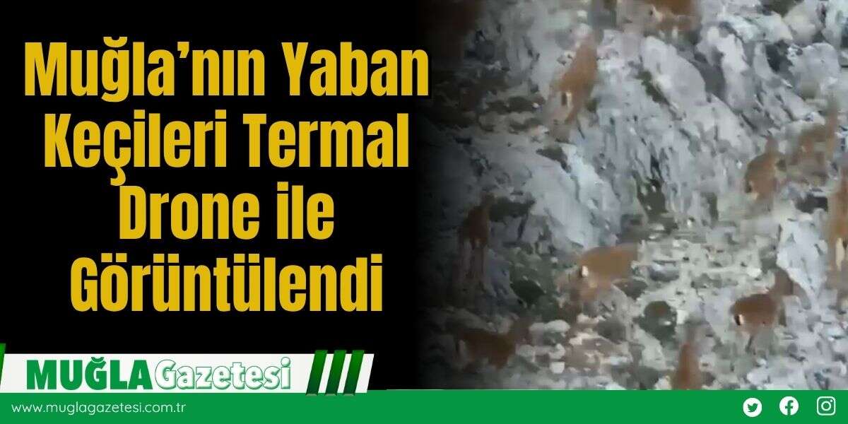 Muğla’nın Yaban Keçileri Termal Drone ile Görüntülendi
