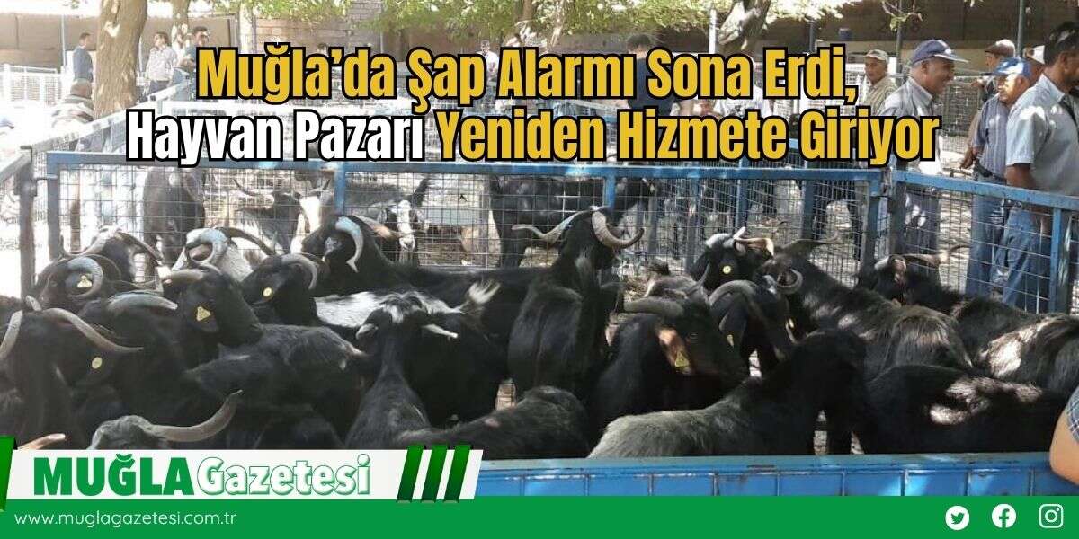 Muğla’da Şap Alarmı Sona Erdi, Hayvan Pazarı Yeniden Hizmete Giriyor