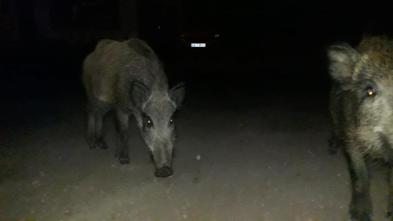 Aç kalan domuz sürüsünü elleriyle besledi