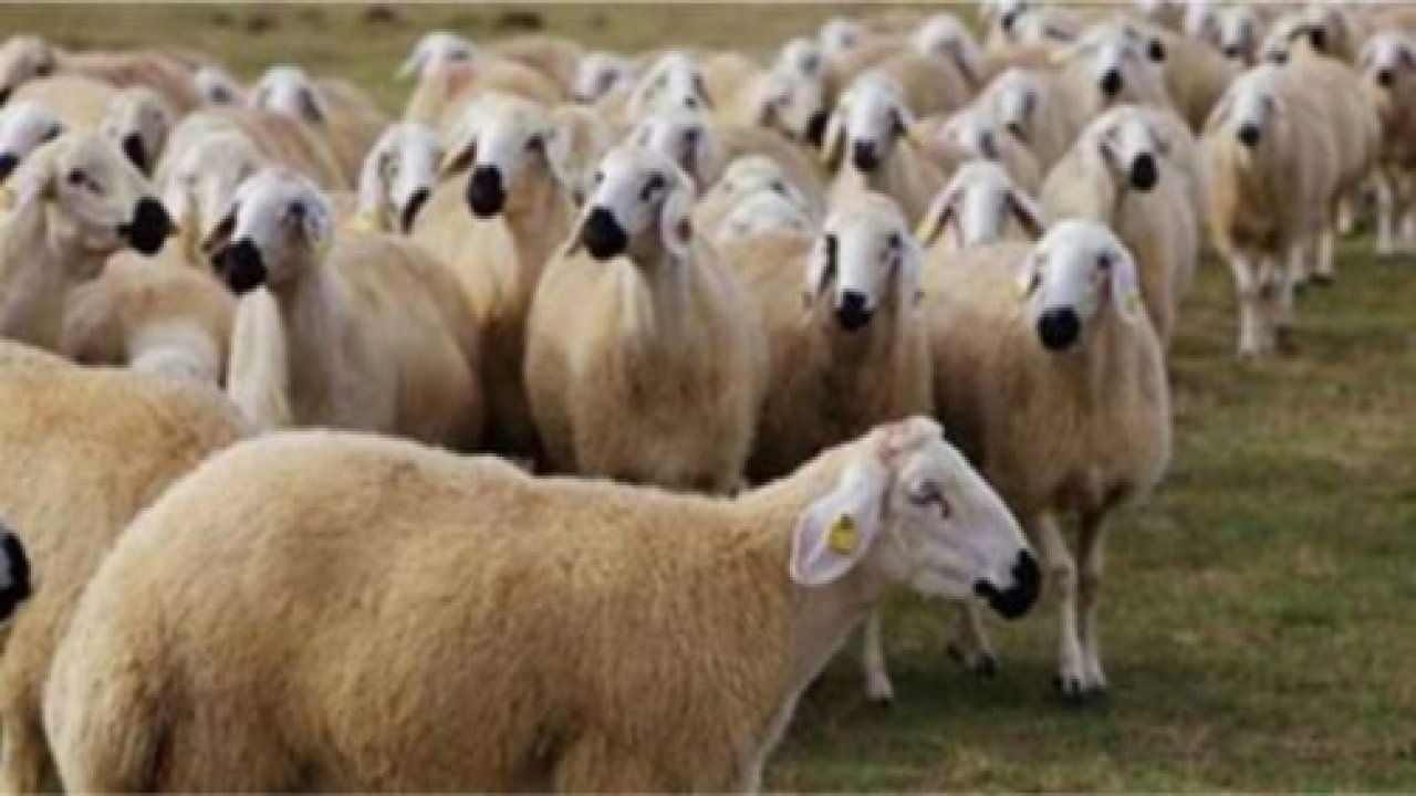 Kurbanlıkları alacağız