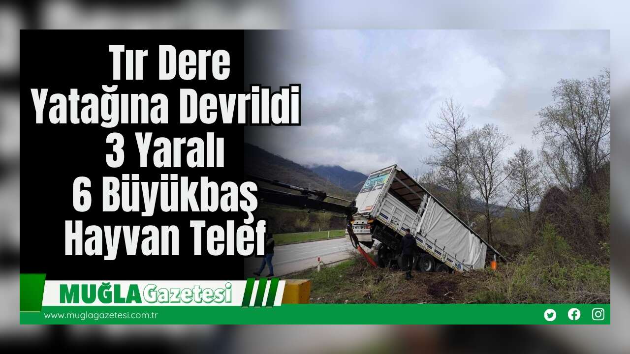 Tır Dere Yatağına Devrildi:  3 Yaralı, 6 Büyükbaş Hayvan Telef