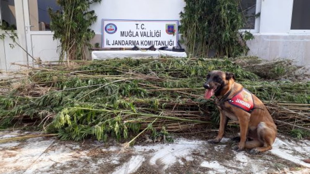 Jandarma’dan kenevir operasyonu