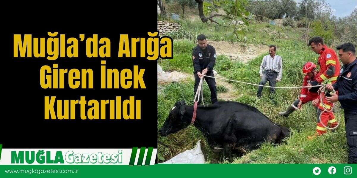 Muğla’da Arığa Giren İnek Kurtarıldı