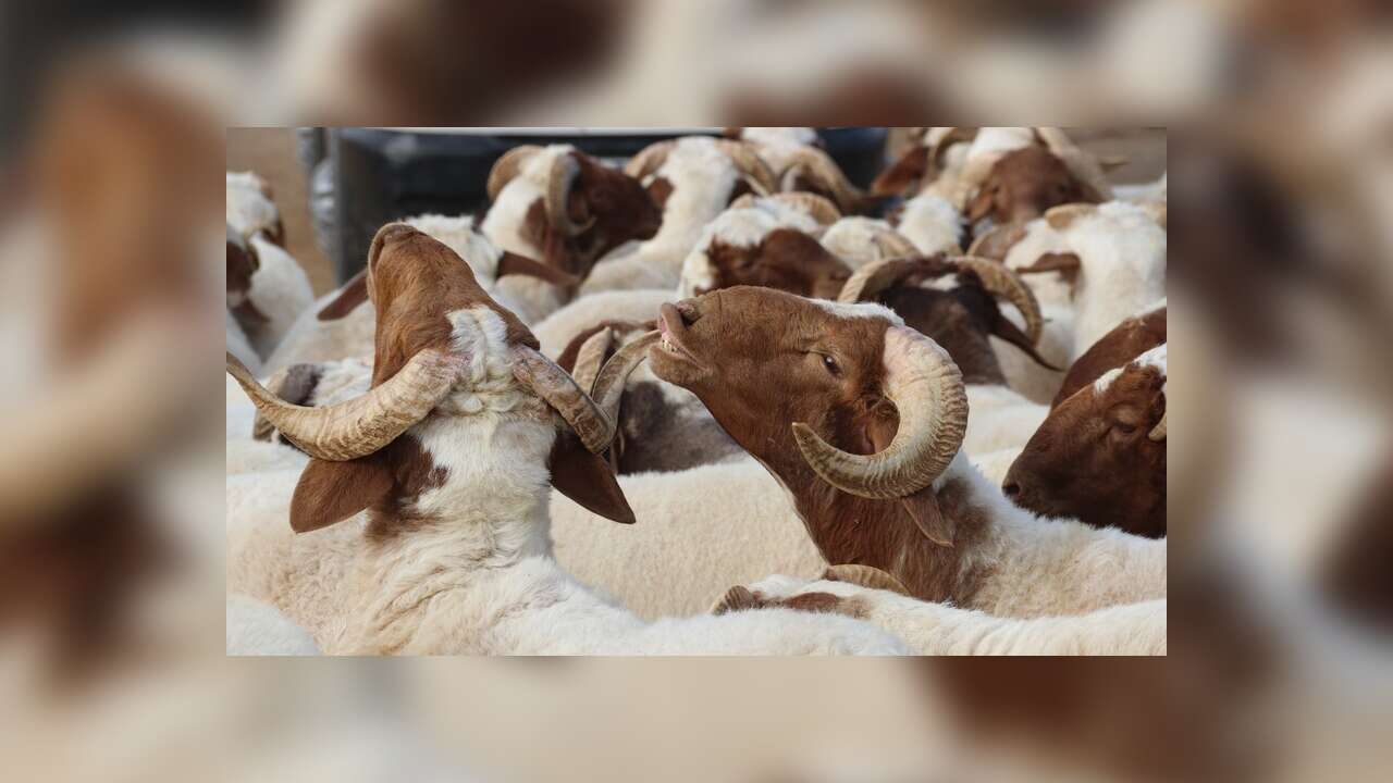 Kurban Kesim Bedelleri Netleşti: Kim Ne Kadar Ödeyecek?