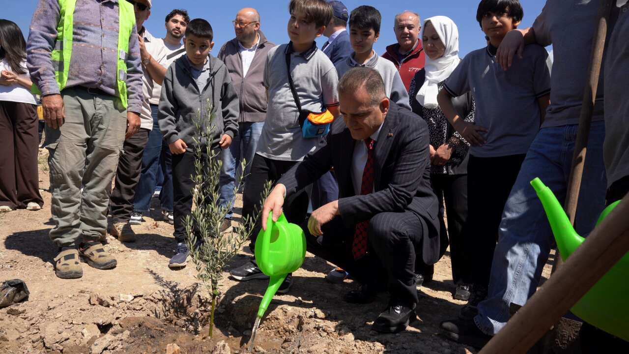 Taşınan Her Zeytin Ağacına Yeni Fidan: Milas’ta 4 Bin Zeytin Fidanı Dikildi
