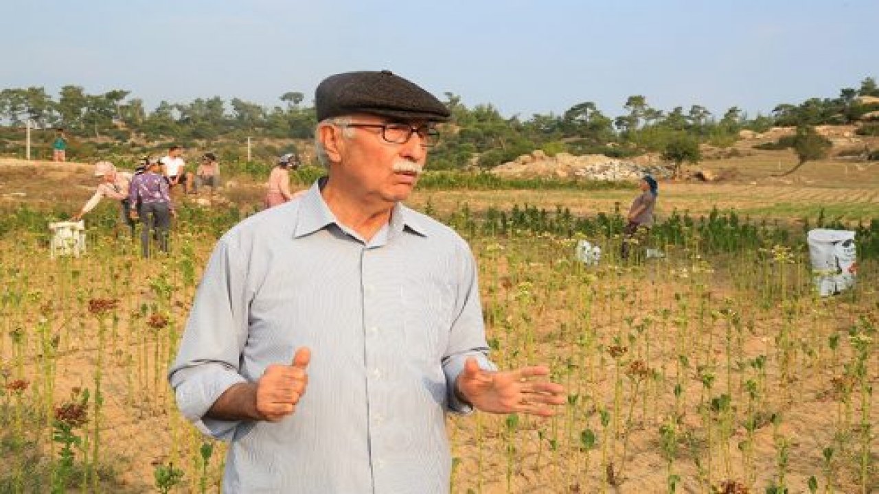 Tütün çiftçisi devletin desteğini bekliyor