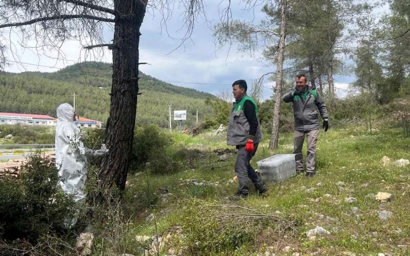 Muğla’da Çam Kese Böceğine Karşı Biyolojik Mücadele Sürüyor