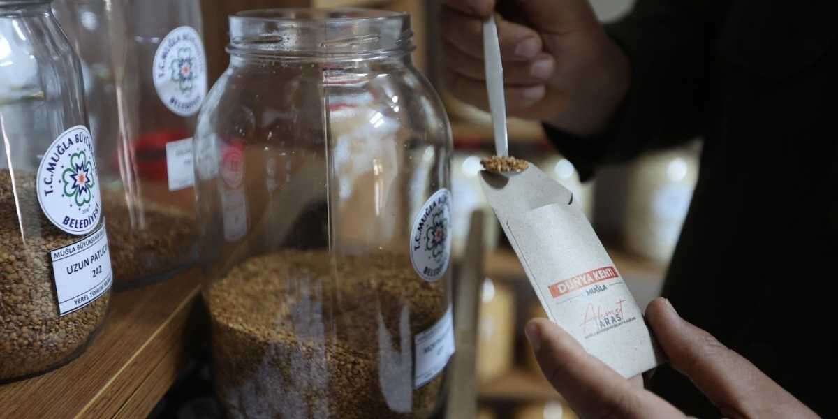 Muğla’nın Ata Tohumları Ülke Toprakları ile Buluşmaya Devam Ediyor