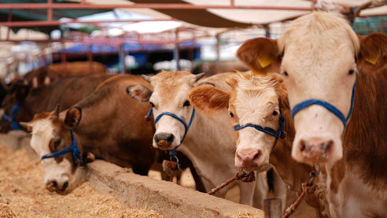 Bakanlıktan Uyarı: Kurban Satış ve Kesim Yerleri İçin Yeni Kurallar