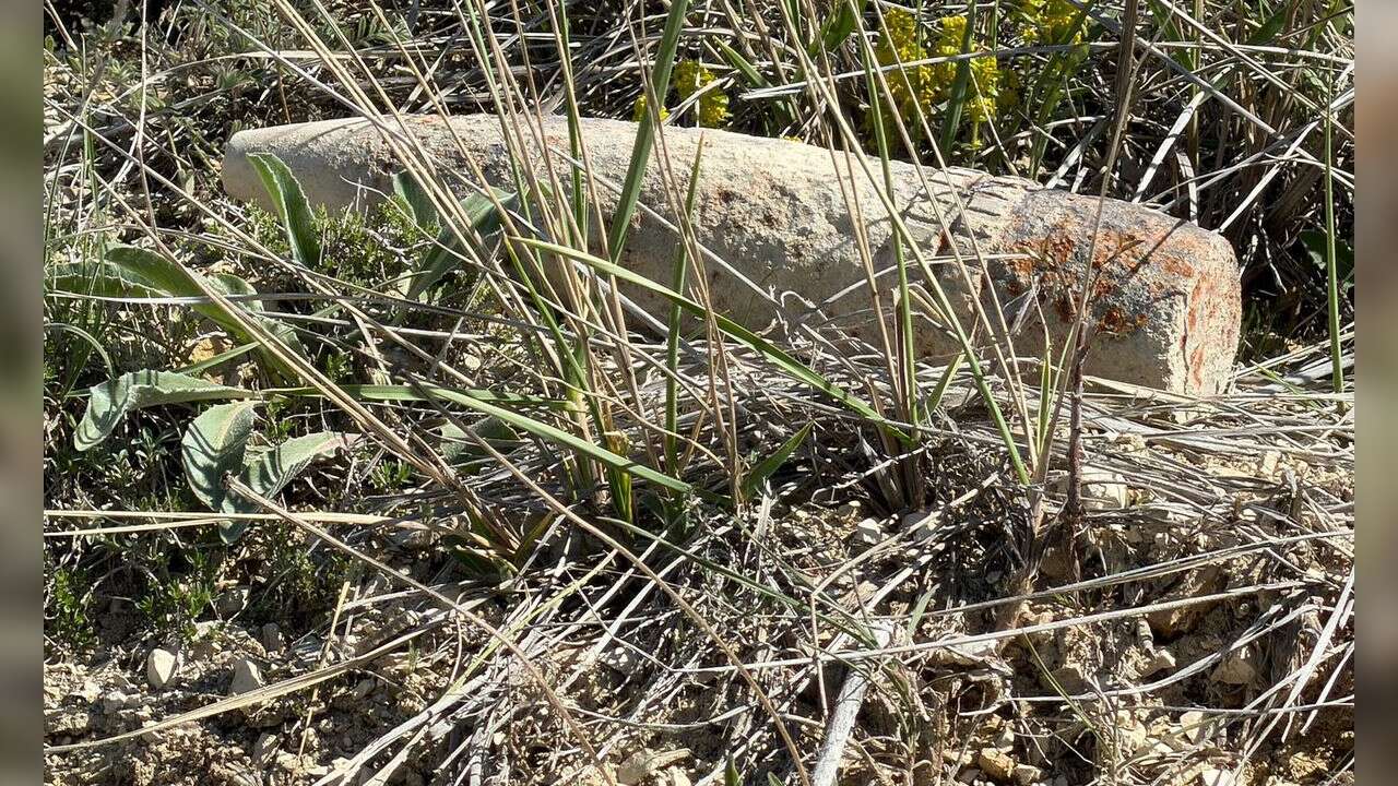 Mantar Toplarken Top Mermisi Buldu, 20 Metre Taşıdı