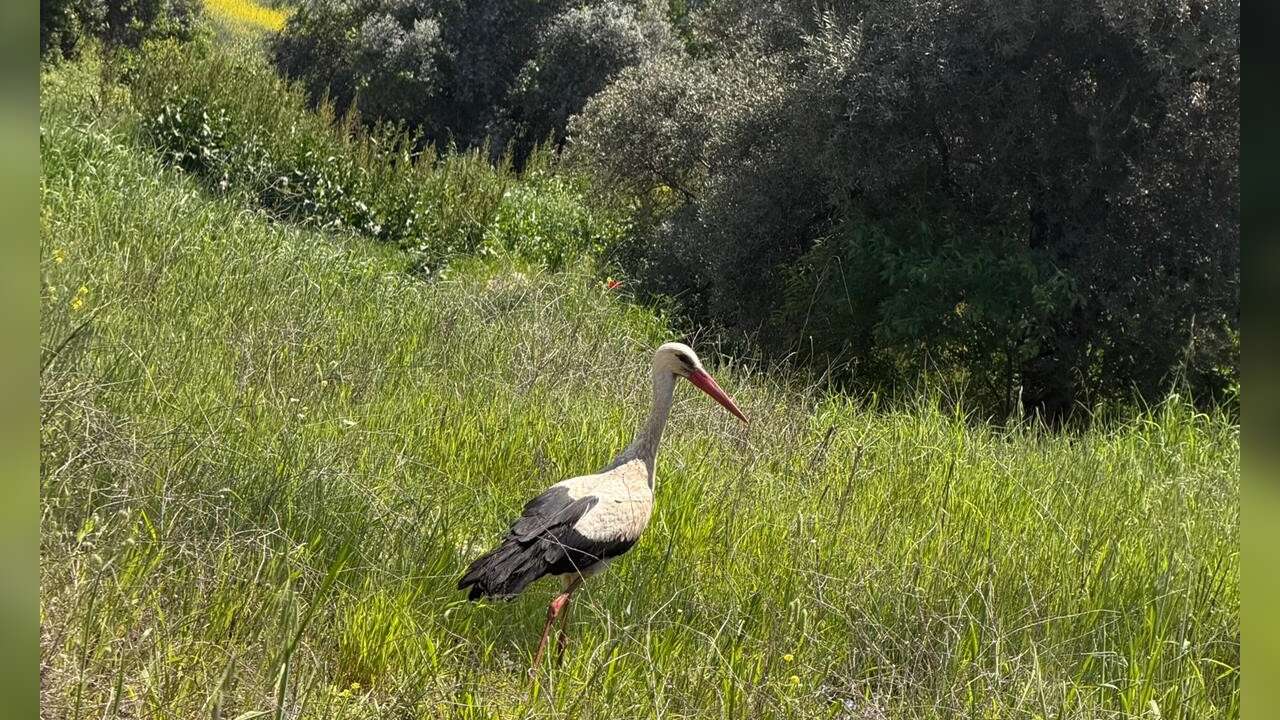 Yatağan’da Leylek Sürprizi: Mahalleye İndi