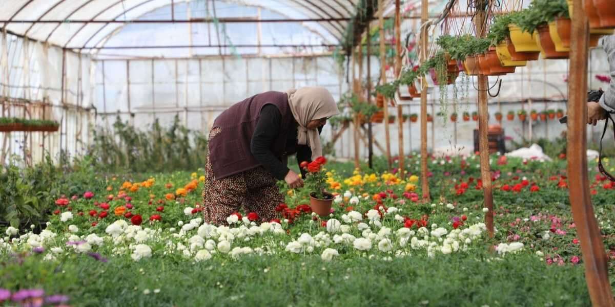 Kadın Emeğiyle 28 Milyon Çiçek: Muğla’da Üretim Büyüyor