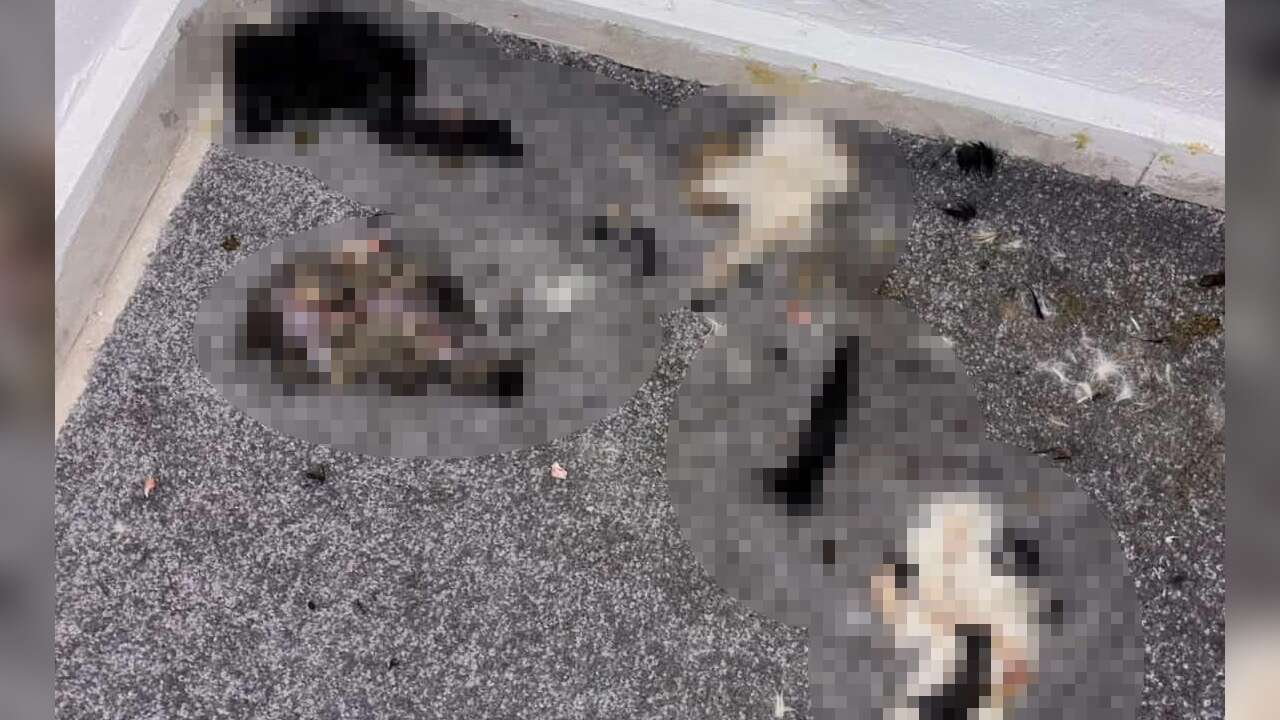 Şüpheli Olay: Sitede Kediler Parçalanmış Halde Bulundu