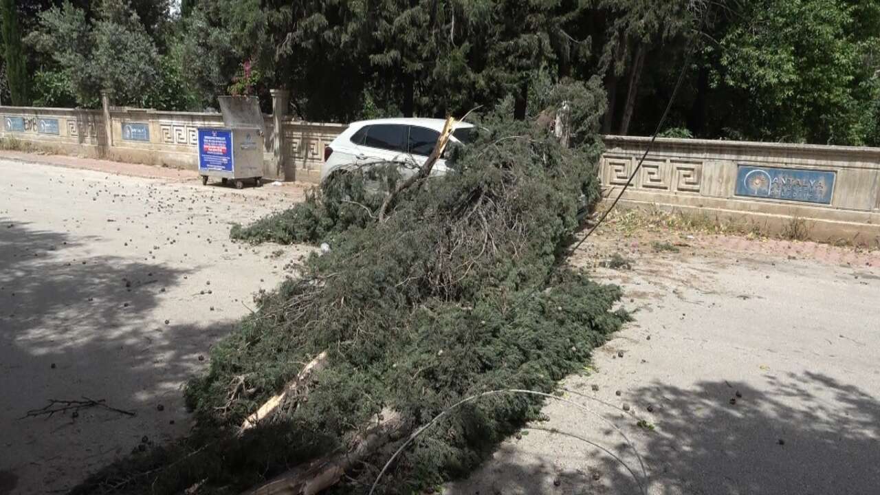 Mezarlıktaki Ağaç Devrildi, Park Halindeki Araç Zarar Gördü