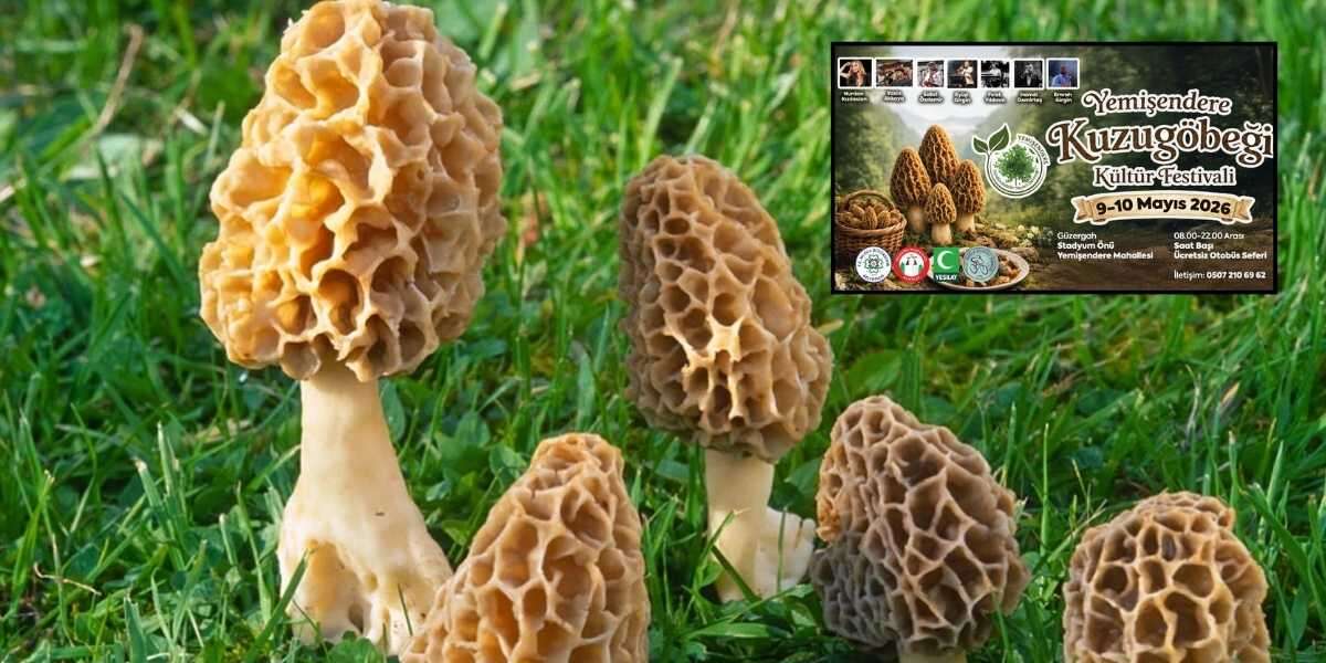 Yemişendere’de “Kuzugöbeği” Coşkusu Başlıyor