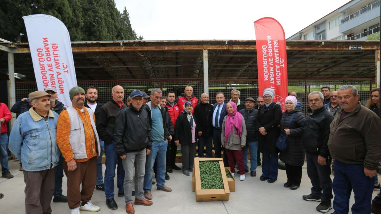Menteşe’de Ata Fideleri Dağıtıldı